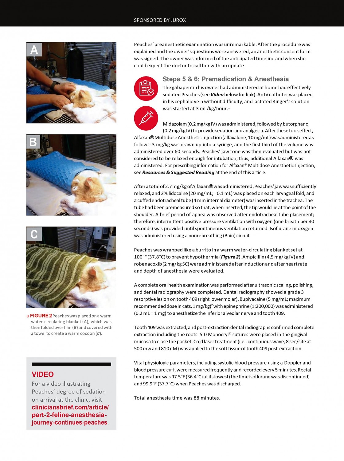 Part 2 Feline Anesthesia: A Comprehensive Protocol Starts at Home