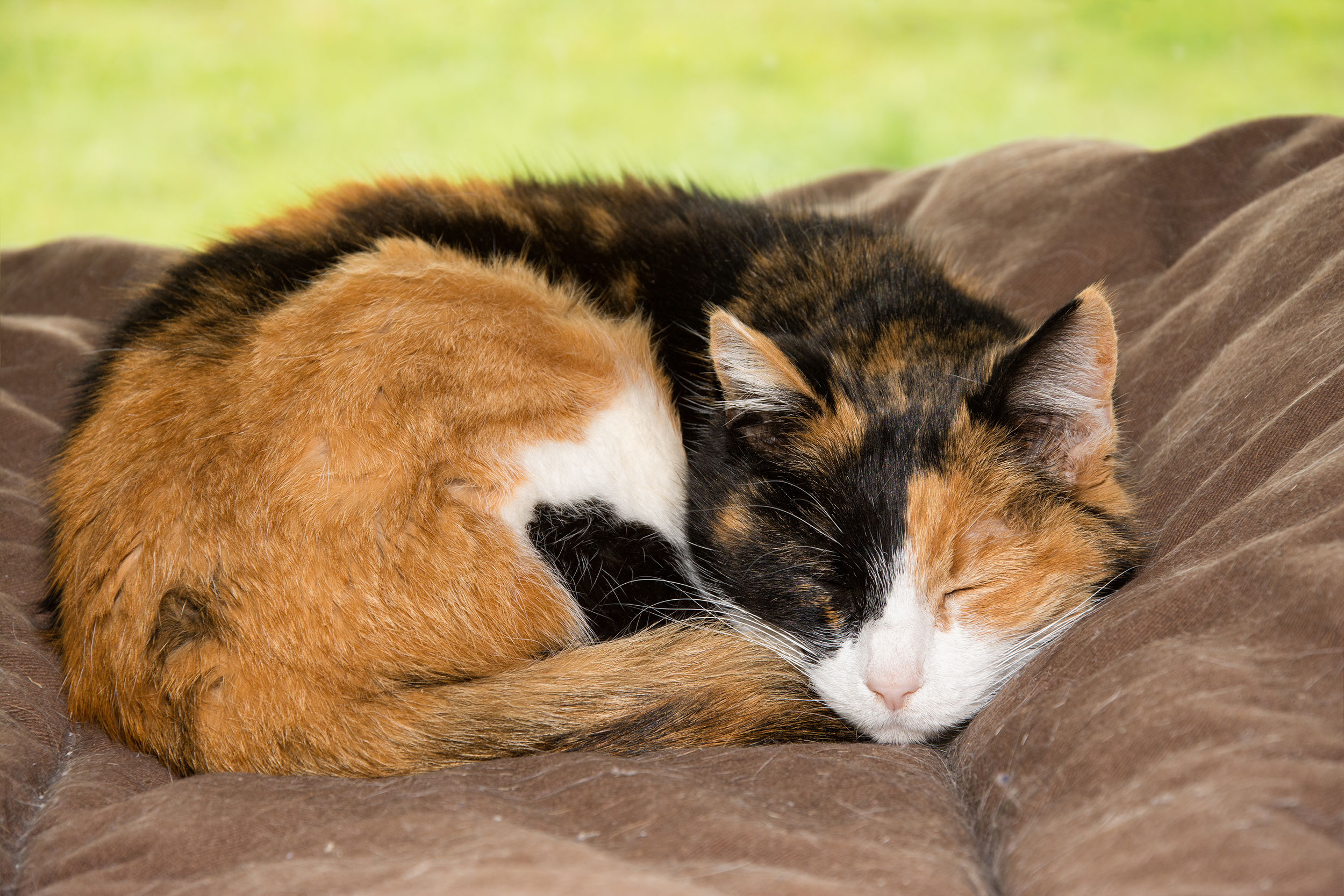 Calico Cat Sleeping
