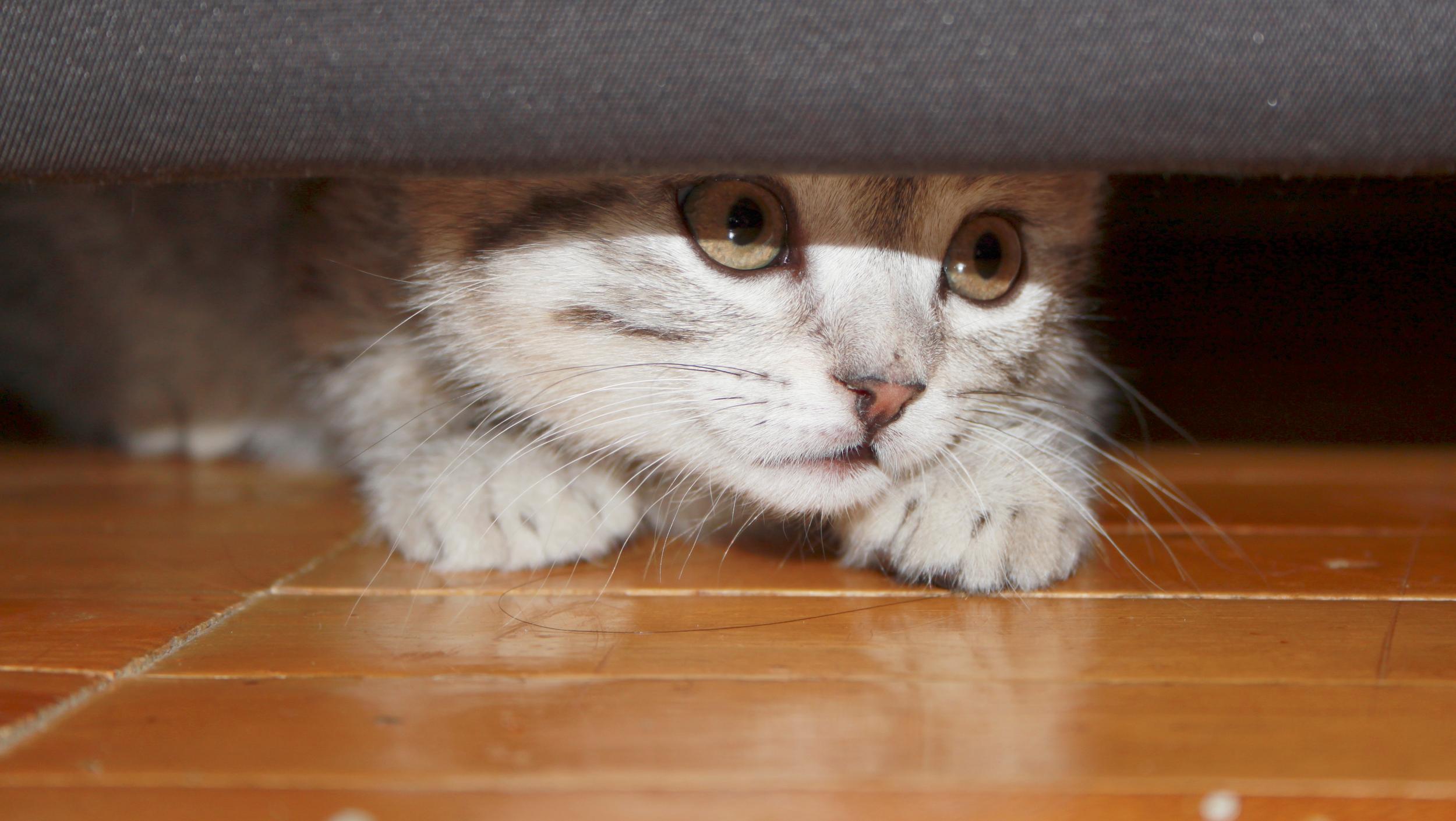 Kitten Peeking Under Door