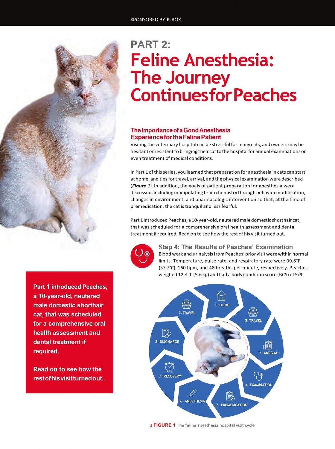 Part 2 Feline Anesthesia: A Comprehensive Protocol Starts at Home