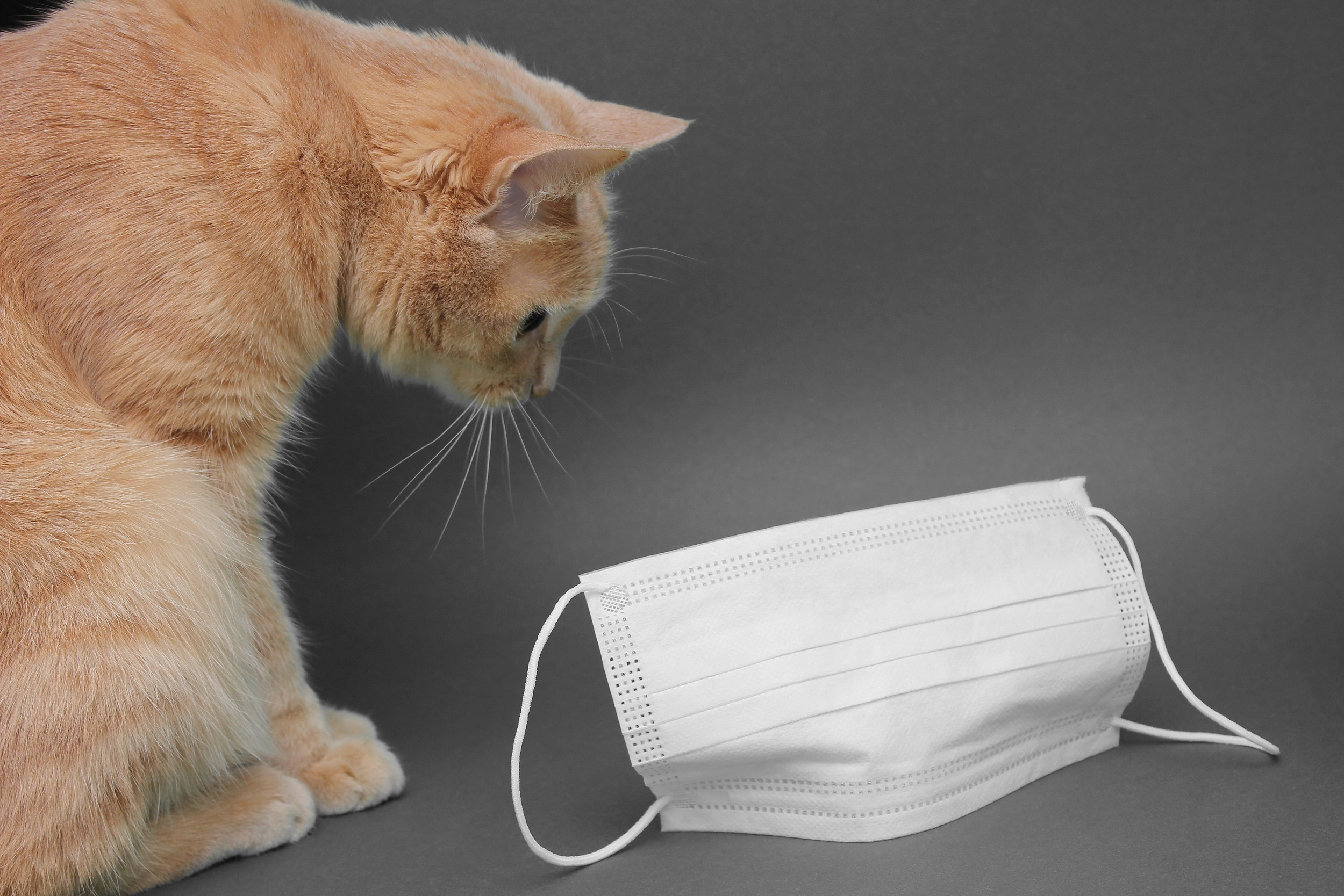 Yellow Cat Looking at Mask