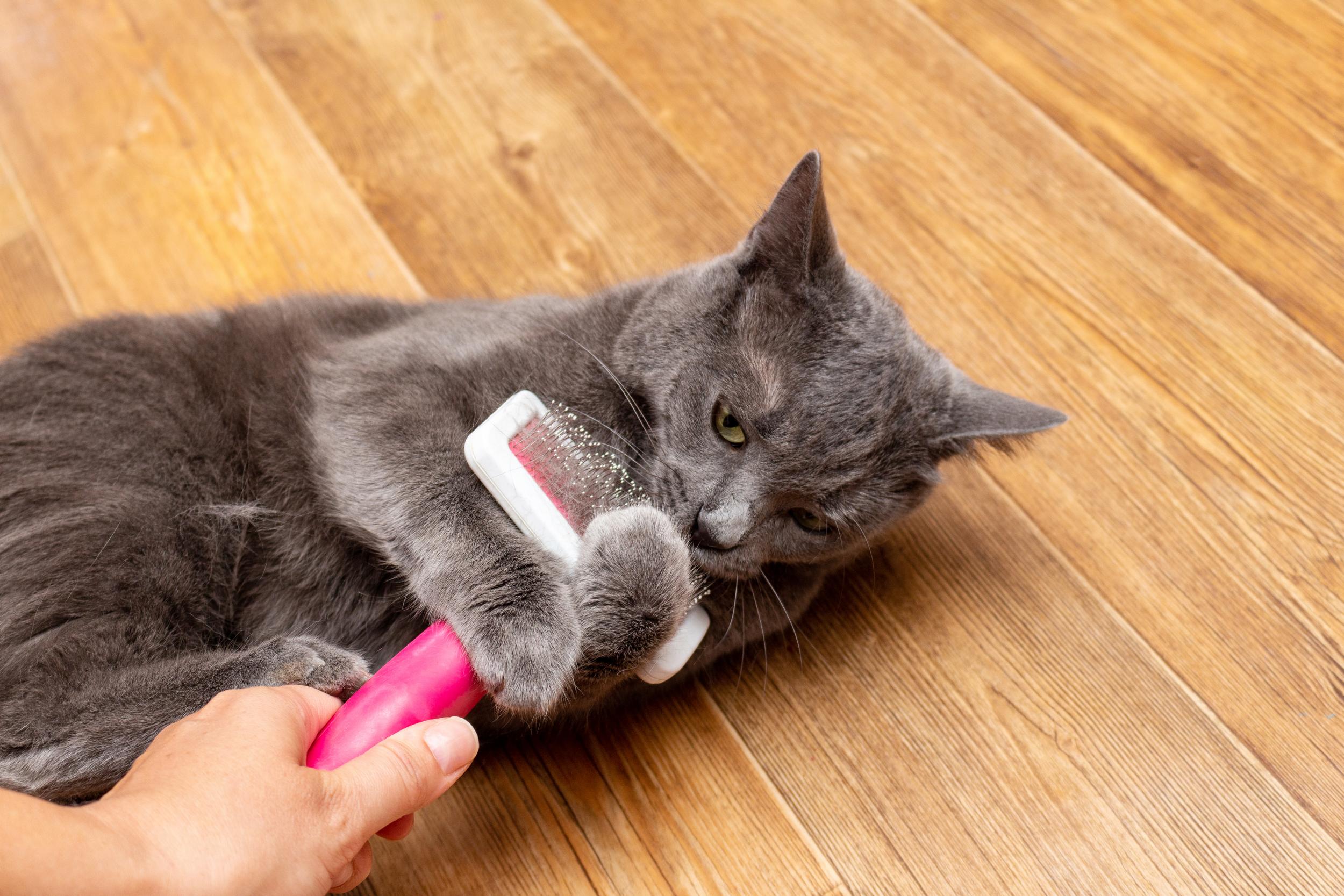 Grey Cat Wrestling a Hair Brush
