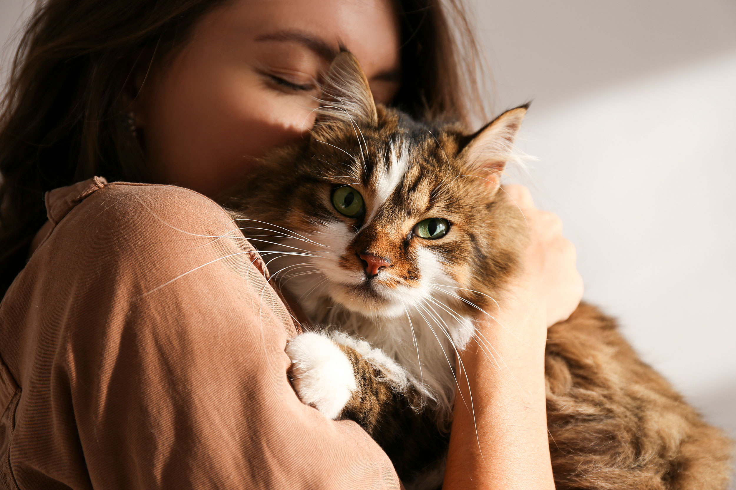Person Hugging Fluffy Cat
