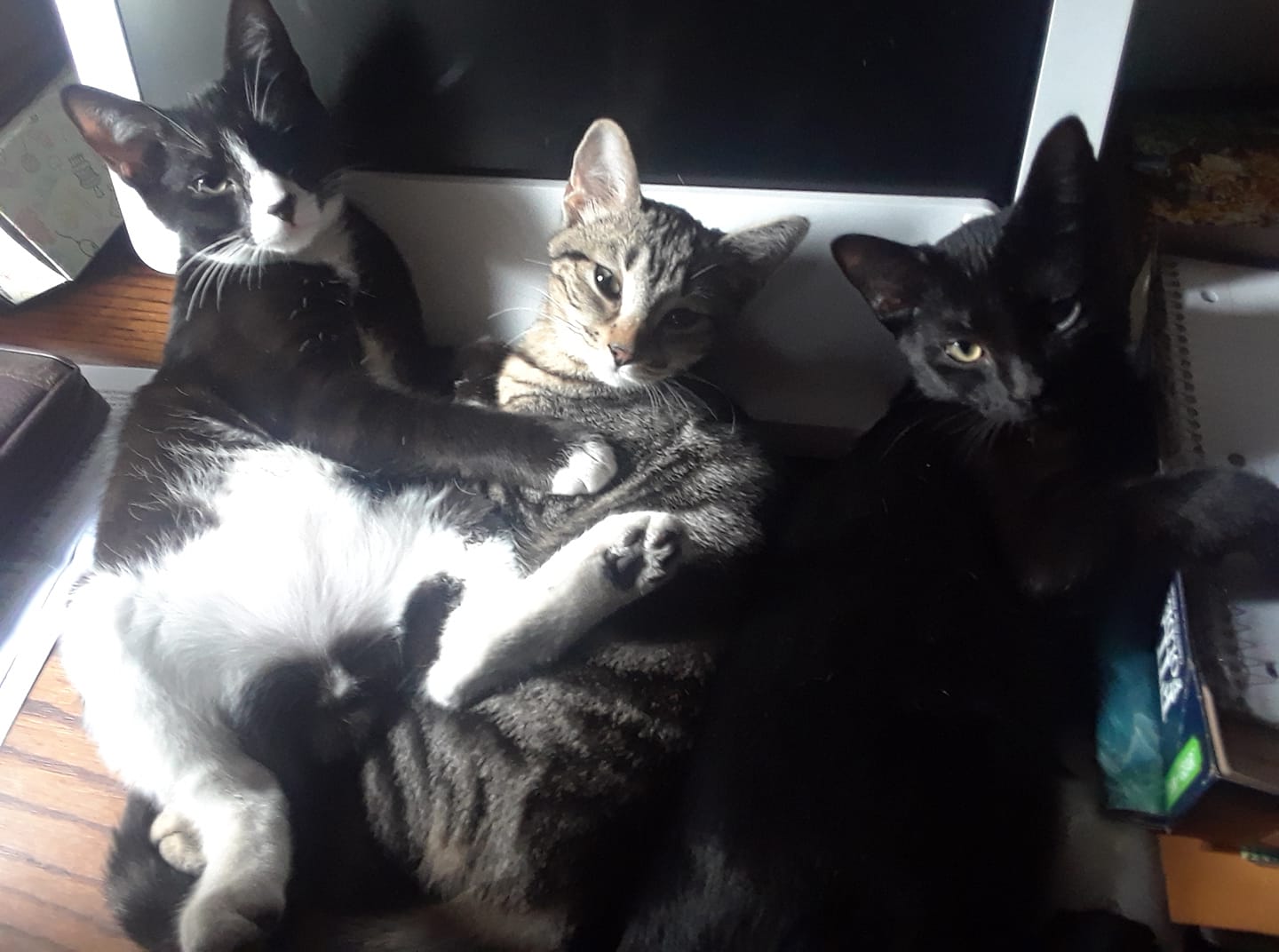  Tucker, Xena, and Percy Cages-Curry