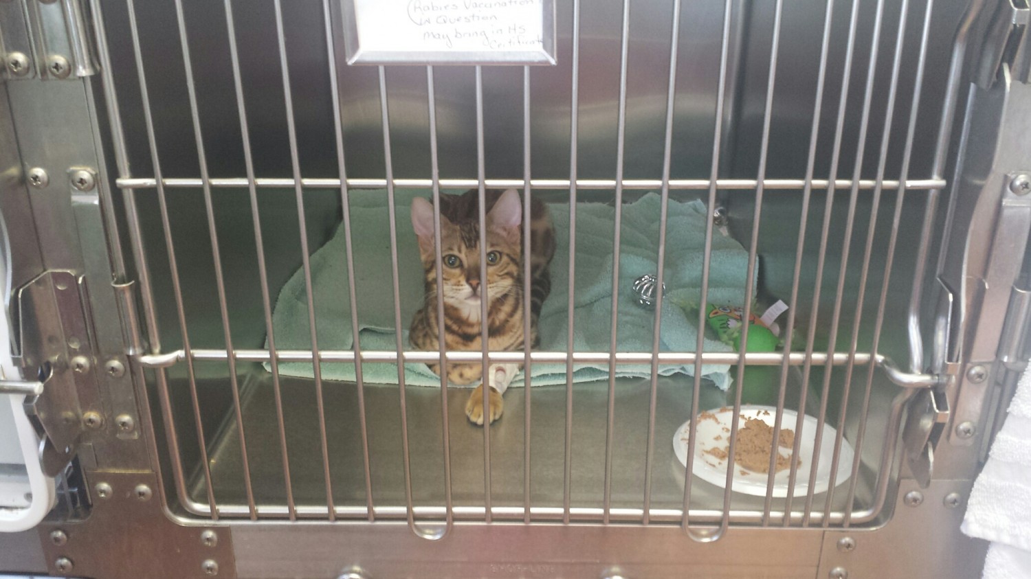 Cat in boarding