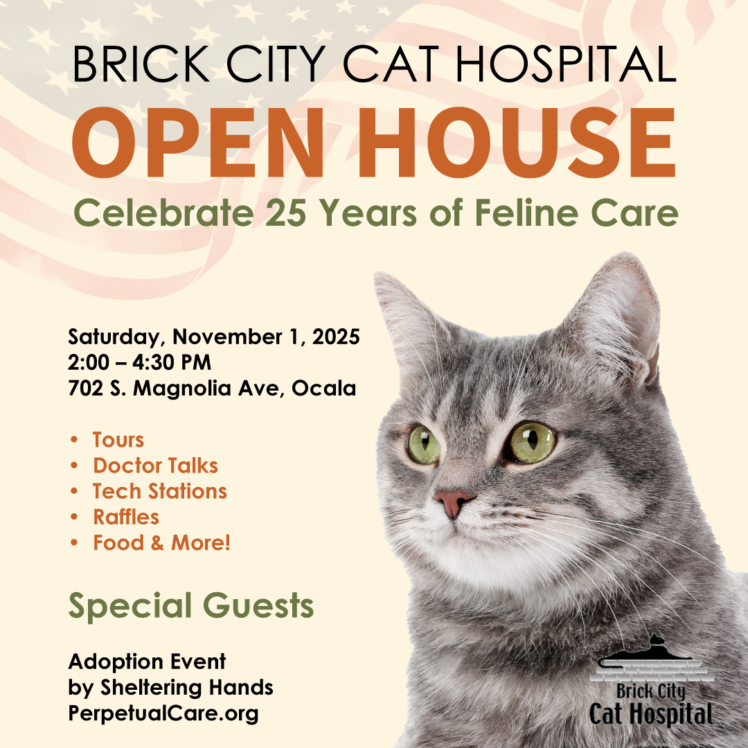 Brick City Cat Hospital Open House