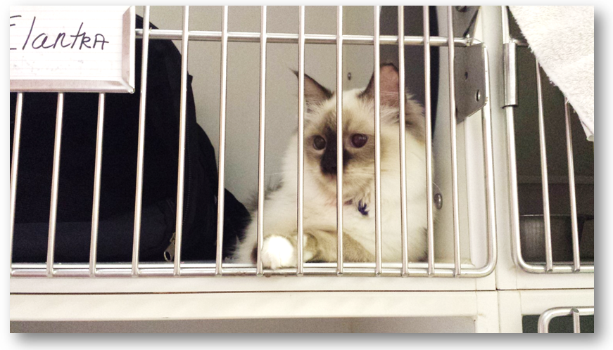 Cat in boarding