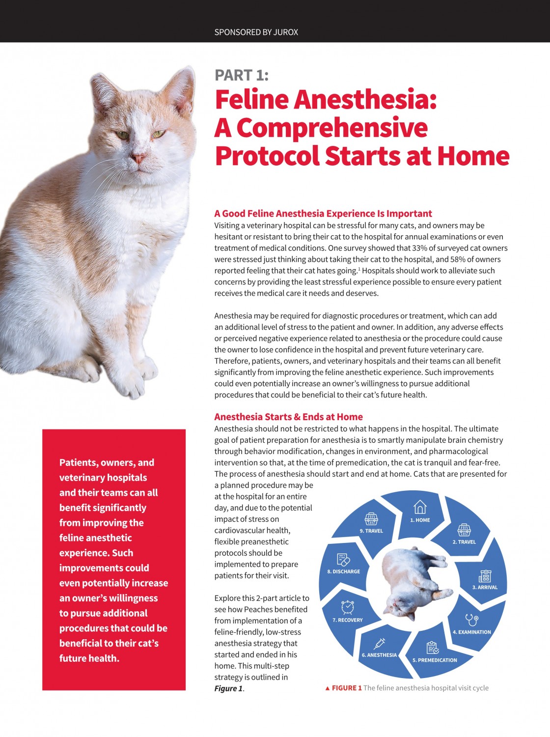 Part 1 Feline Anesthesia: A Comprehensive Protocol Starts at Home