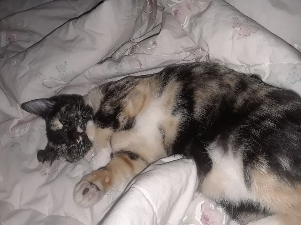  Princess Penelope Cages-Curry