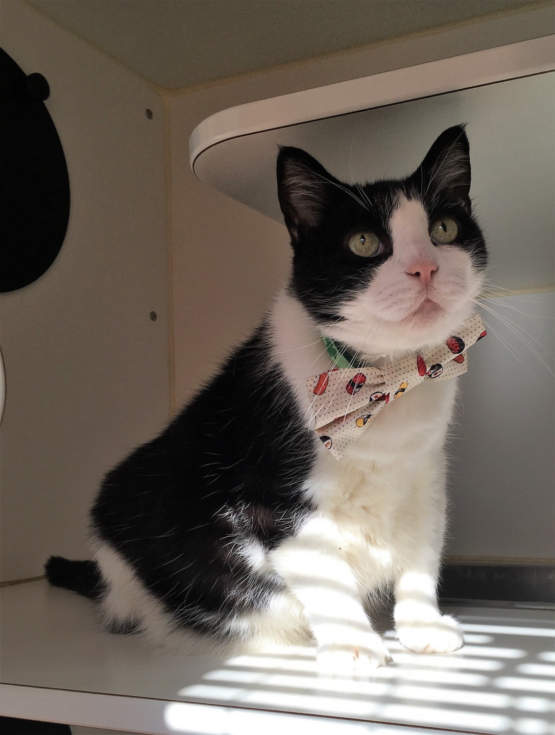 Dapper cat in boarding at Brick City Cat Hospital Ocala FL