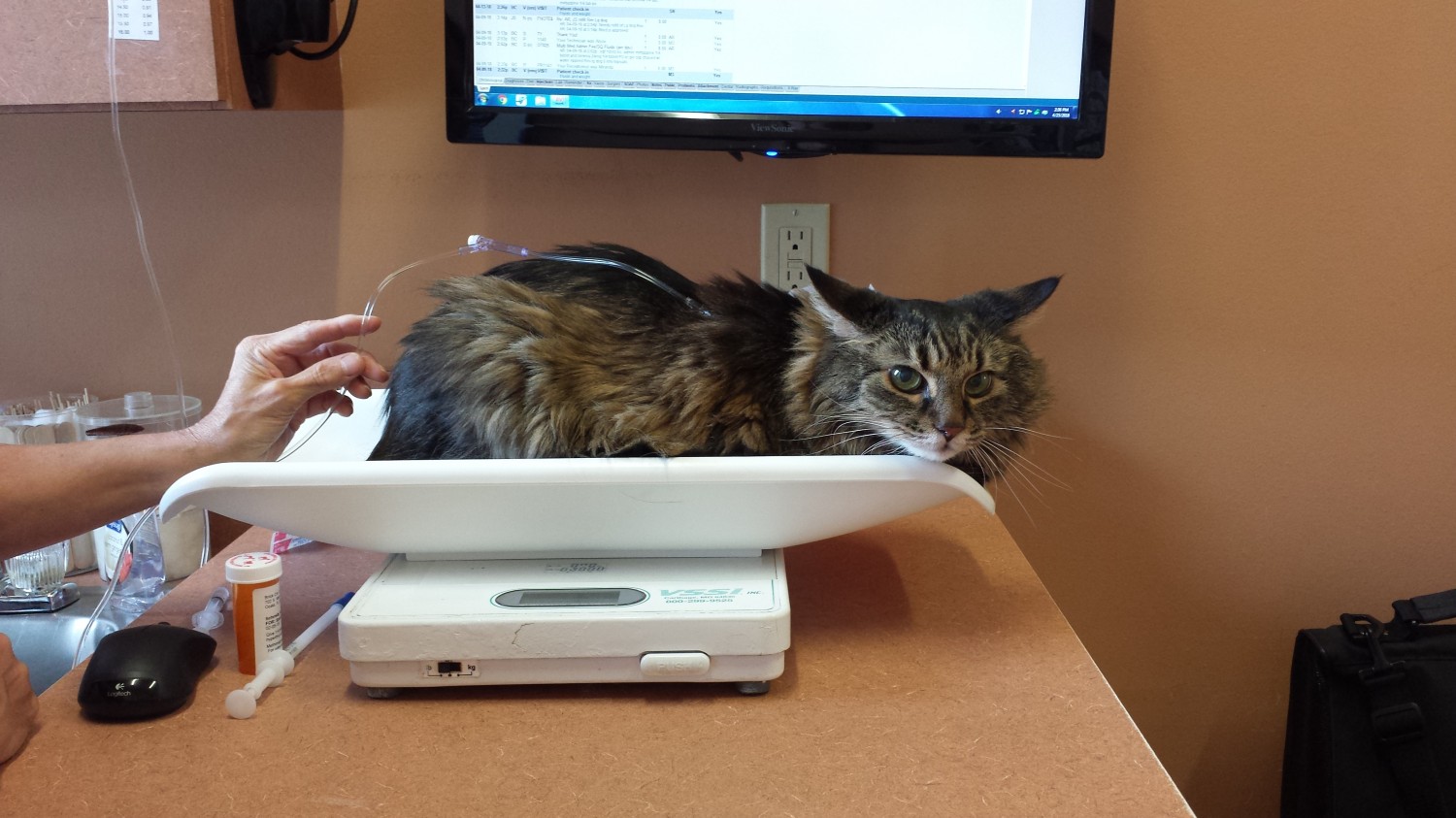 Spirit giving fluids to cat veterinary technician Brick City Cat Hospital Ocala FL Veterinarian